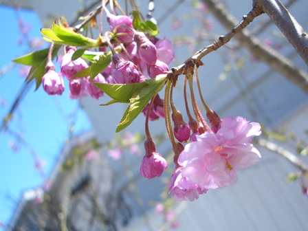 軽井沢店 桜開花 お知らせ ギャラリー 桜の木