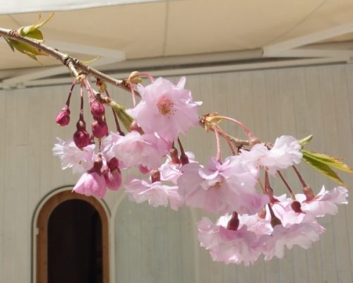 ギャラリー桜の木軽井沢