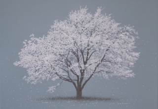 阪本トクロウ　「桜」　41×41cm　アクリル・岩絵の具/高知麻紙