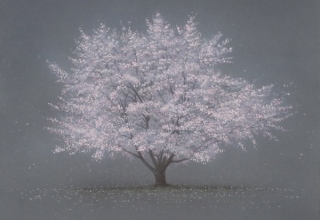 阪本トクロウ　「桜」　30×30cm