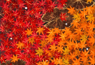 平松礼二「ジベルニー　はつゆき」日本画2号スクエア